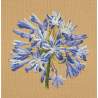 Elizabeth Bradley, Blooms, AGAPANTHUS - 16x16 pollici Elizabeth Bradley - 13