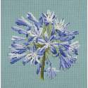 Elizabeth Bradley, Blooms, AGAPANTHUS - 16x16 pollici Elizabeth Bradley - 15
