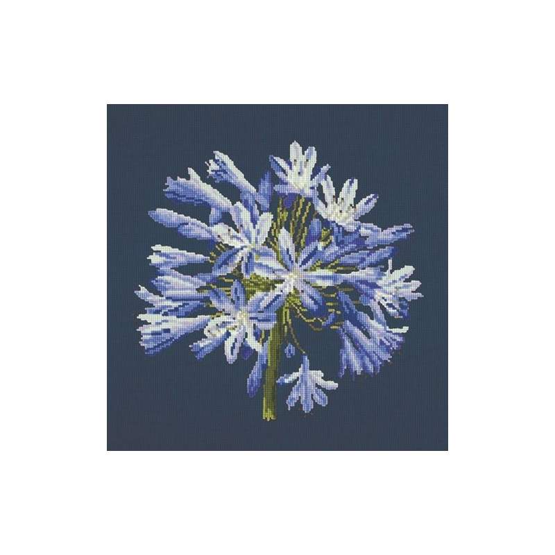 Elizabeth Bradley, Blooms, AGAPANTHUS - 16x16 pollici Elizabeth Bradley - 16