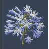 Elizabeth Bradley, Blooms, AGAPANTHUS - 16x16 pollici Elizabeth Bradley - 16