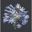 Elizabeth Bradley, Blooms, AGAPANTHUS - 16x16 pollici Elizabeth Bradley - 18