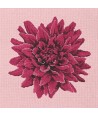 Elizabeth Bradley, Blooms, DAHLIA - 16x16 pollici Elizabeth Bradley - 2
