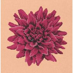 Elizabeth Bradley, Blooms, DAHLIA - 16x16 pollici Elizabeth Bradley - 3