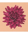 Elizabeth Bradley, Blooms, DAHLIA - 16x16 pollici Elizabeth Bradley - 3
