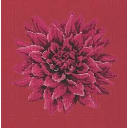 Elizabeth Bradley, Blooms, DAHLIA - 16x16 pollici Elizabeth Bradley - 4