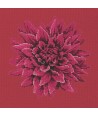 Elizabeth Bradley, Blooms, DAHLIA - 16x16 pollici Elizabeth Bradley - 4