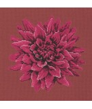 Elizabeth Bradley, Blooms, DAHLIA - 16x16 pollici Elizabeth Bradley - 5
