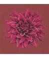 Elizabeth Bradley, Blooms, DAHLIA - 16x16 pollici Elizabeth Bradley - 5
