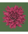 Elizabeth Bradley, Blooms, DAHLIA - 16x16 pollici Elizabeth Bradley - 6