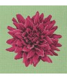 Elizabeth Bradley, Blooms, DAHLIA - 16x16 pollici Elizabeth Bradley - 7