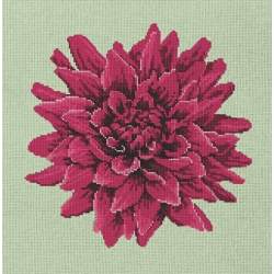 Elizabeth Bradley, Blooms, DAHLIA - 16x16 pollici Elizabeth Bradley - 9