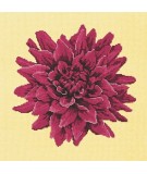 Elizabeth Bradley, Blooms, DAHLIA - 16x16 pollici Elizabeth Bradley - 10