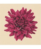 Elizabeth Bradley, Blooms, DAHLIA - 16x16 pollici Elizabeth Bradley - 12