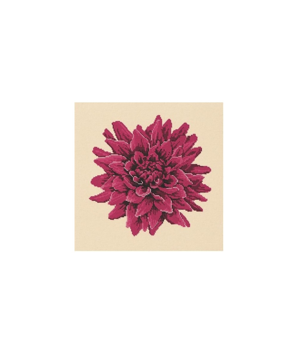 Elizabeth Bradley, Blooms, DAHLIA - 16x16 pollici Elizabeth Bradley - 12