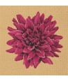 Elizabeth Bradley, Blooms, DAHLIA - 16x16 pollici Elizabeth Bradley - 13