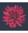 Elizabeth Bradley, Blooms, DAHLIA - 16x16 pollici Elizabeth Bradley - 16