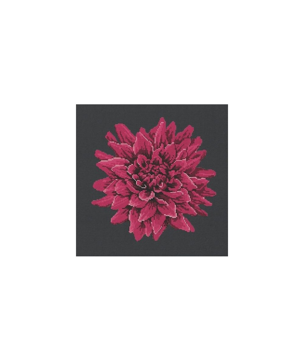 Elizabeth Bradley, Blooms, DAHLIA - 16x16 pollici Elizabeth Bradley - 17