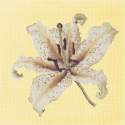 Elizabeth Bradley, Blooms, ORIENTAL LILY - 16x16 pollici Elizabeth Bradley - 10