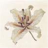 Elizabeth Bradley, Blooms, ORIENTAL LILY - 16x16 pollici Elizabeth Bradley - 12