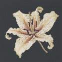 Elizabeth Bradley, Blooms, ORIENTAL LILY - 16x16 pollici Elizabeth Bradley - 18