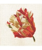 Elizabeth Bradley, Blooms, PARROT TULIP - 16x16 pollici Elizabeth Bradley - 12