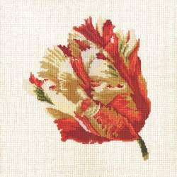 Elizabeth Bradley, Blooms, PARROT TULIP - 16x16 pollici Elizabeth Bradley - 12