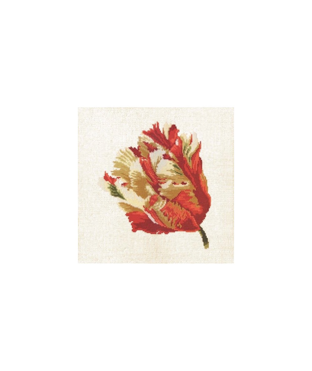 Elizabeth Bradley, Blooms, PARROT TULIP - 16x16 pollici Elizabeth Bradley - 12