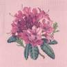 Elizabeth Bradley, Blooms, RHODODENDRON - 16x16 pollici Elizabeth Bradley - 2