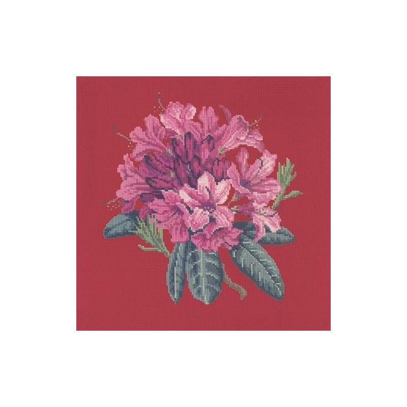 Elizabeth Bradley, Blooms, RHODODENDRON - 16x16 pollici Elizabeth Bradley - 4
