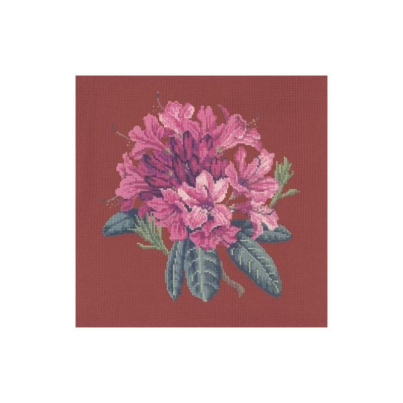Elizabeth Bradley, Blooms, RHODODENDRON - 16x16 pollici Elizabeth Bradley - 5