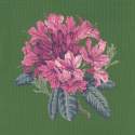 Elizabeth Bradley, Blooms, RHODODENDRON - 16x16 pollici Elizabeth Bradley - 6