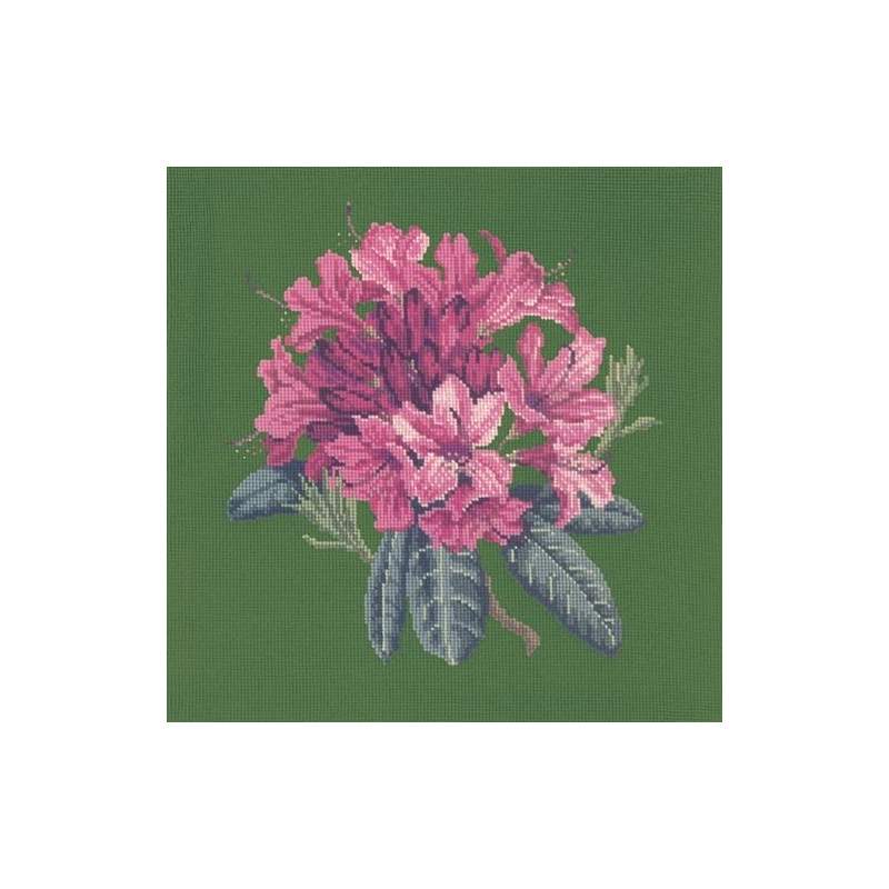 Elizabeth Bradley, Blooms, RHODODENDRON - 16x16 pollici Elizabeth Bradley - 6