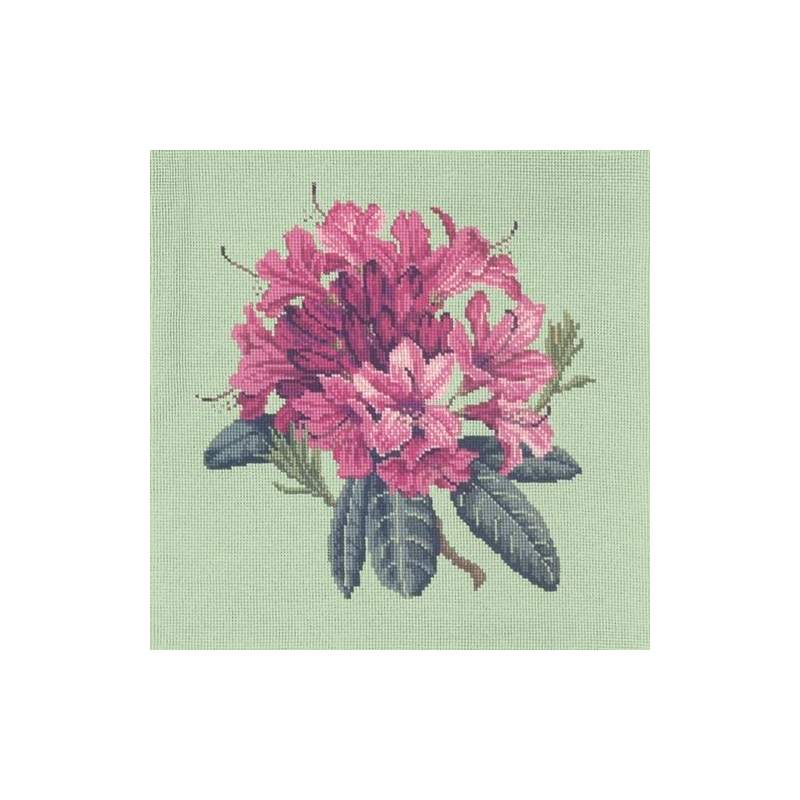 Elizabeth Bradley, Blooms, RHODODENDRON - 16x16 pollici Elizabeth Bradley - 9