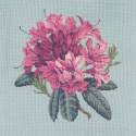 Elizabeth Bradley, Blooms, RHODODENDRON - 16x16 pollici Elizabeth Bradley - 14