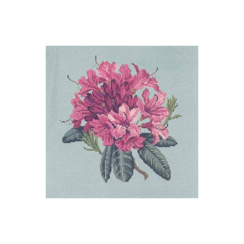 Elizabeth Bradley, Blooms, RHODODENDRON - 16x16 pollici Elizabeth Bradley - 14
