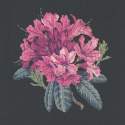 Elizabeth Bradley, Blooms, RHODODENDRON - 16x16 pollici Elizabeth Bradley - 18