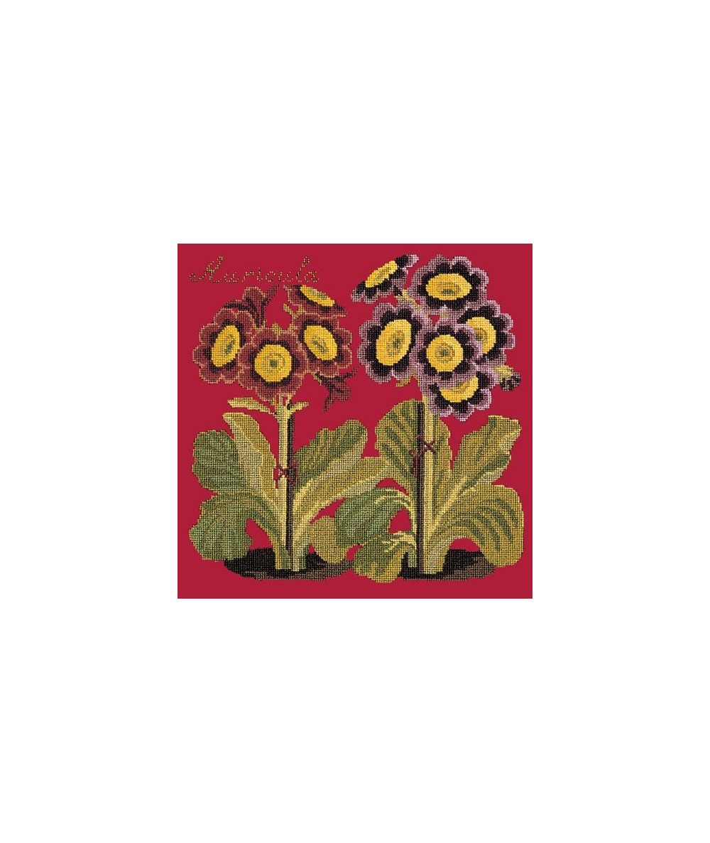 Elizabeth Bradley, Botanical Garden, AURICULA - 16x16 pollici Elizabeth Bradley - 4