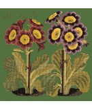 Elizabeth Bradley, Botanical Garden, AURICULA - 16x16 pollici Elizabeth Bradley - 6