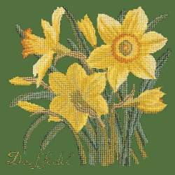 Elizabeth Bradley, Botanical Garden, DAFFODIL - 16x16 pollici Elizabeth Bradley - 6